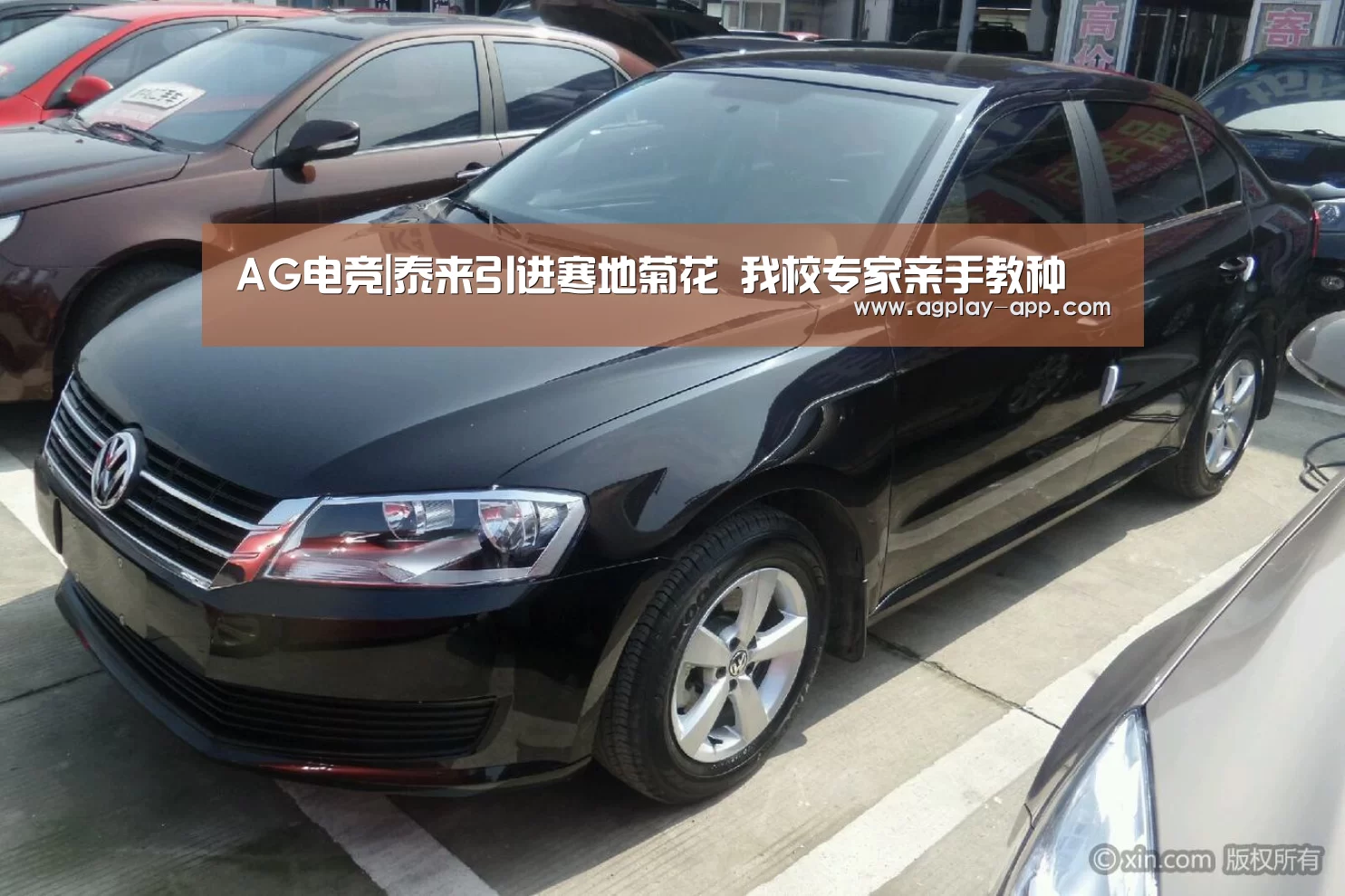 AG电竞|泰来引进寒地菊花 我校专家亲手教种(图1) AG电竞